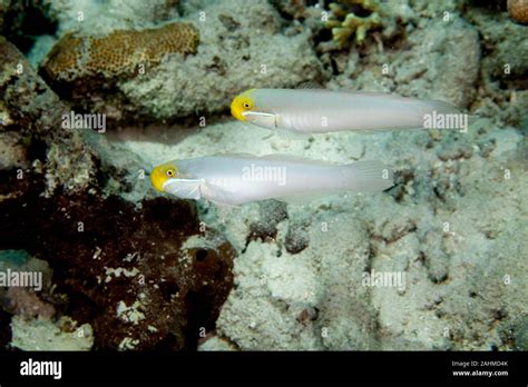 Golden Head Sleeper Gobies Hi Res Stock Photography And Images Alamy