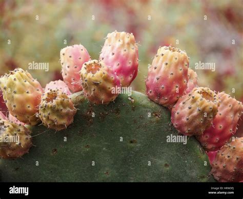 Closeup Of A Cholla Cactus Opuntia With Fruits Stock Photo Alamy