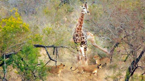 how does a giraffe defend itself from predators miriamkruwroy