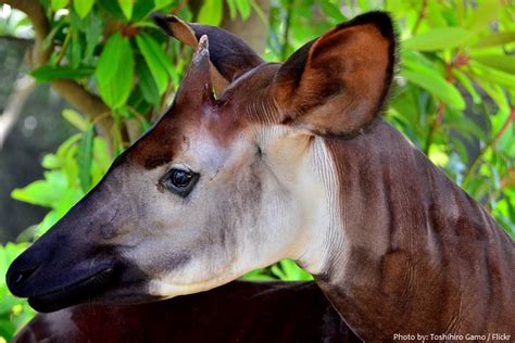Interesting Facts About Okapi Just Fun Facts