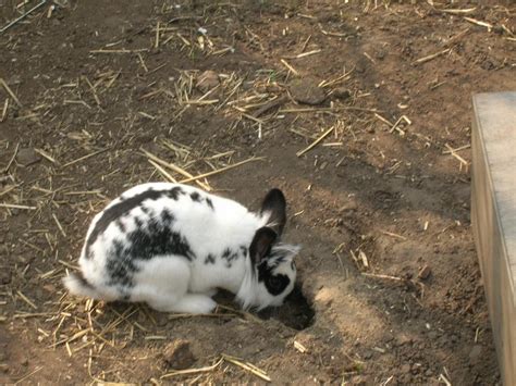 Am 29.09.18 bin ich in erfurt und könnte auch kaninchen mitbringen. Löwenkopf und Zwergwidder? (Baby, Kaninchen)