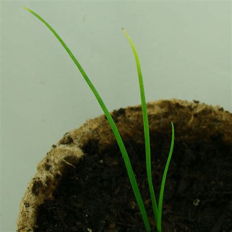 Allium Tuberosum Garlic Chives The Seed Basket