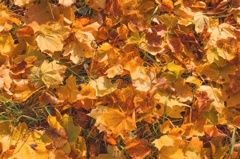 Beautiful Maple Leaves Yellow And Red Lying On The Autumn Ground With