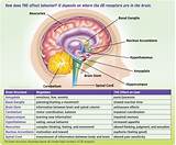 How Does Marijuana Affect A Person Images