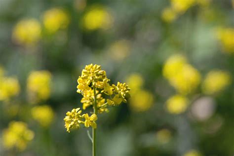 Brassica Nigra Black Mustard Fables And Flora