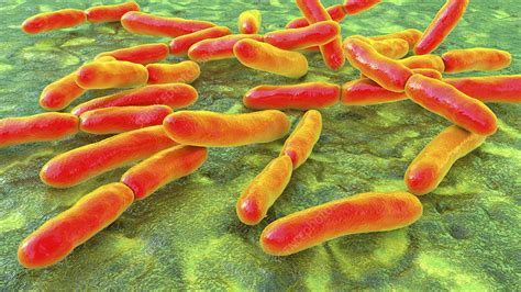 Bifidobacterium Bacteria Illustration Stock Image F0307437
