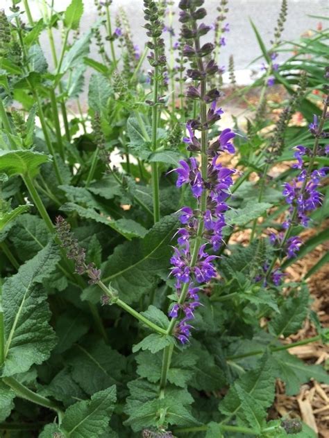 Purple weed seems to be the holy grail that everyone is searching for these days. ID Help: Spike Of Purple Flowers With Odd Horn-like ...