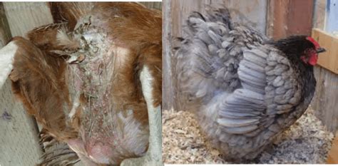 How To Treat Vent Gleet In Chickens
