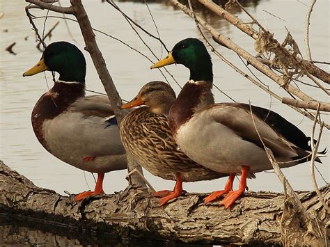 Mallard Trio Dfw Urban Wildlife