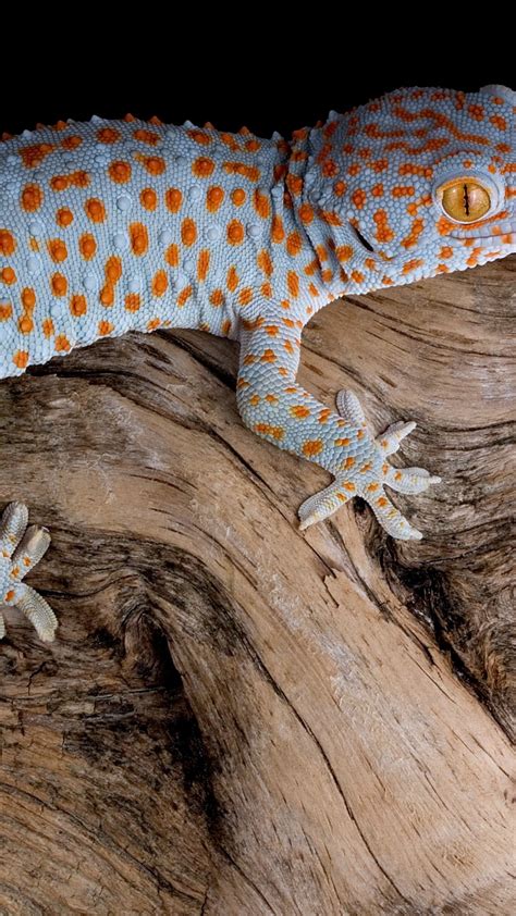 Wallpaper Gecko Reptile Lizard Animals 9983