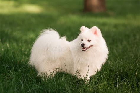 Cute White Spitz Dog Outdoor Stock Image Image Of Pomeranian Male