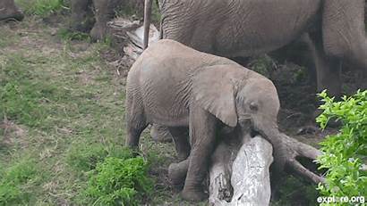 Eating Explore Elephant Week Elephants Africa Leaves