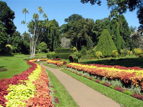 Sri Lankan Beauty Peradeniya Botanical Garden