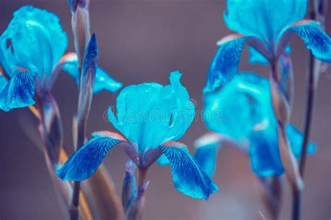 Blue Vintage Iris Flowers Stock Photo Image Of Fresh 127871974