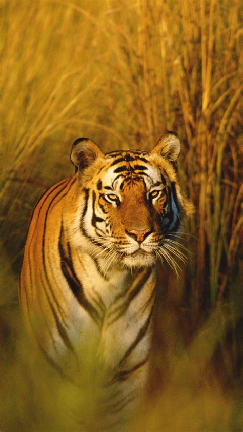 Wallpaper Bengal Tiger National Geographic Tiger Hunter Predator