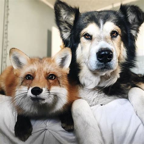 Fox And Her Dog Love Barkbox Almost As Much As They Love Each Other