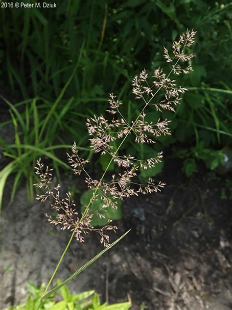 Agrostis Stolonifera Creeping Bentgrass Minnesota Wildflowers