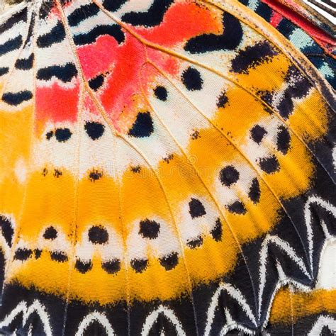 A Close Up View Of Butterfly Wing Texture Stock Image Image Of