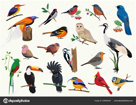 Various Cartoon Birds Collection For Any Visual Design Stock Vector