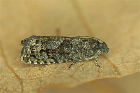 ヒメハマキガ亜科の一種 Olethreutinae Gen Sp