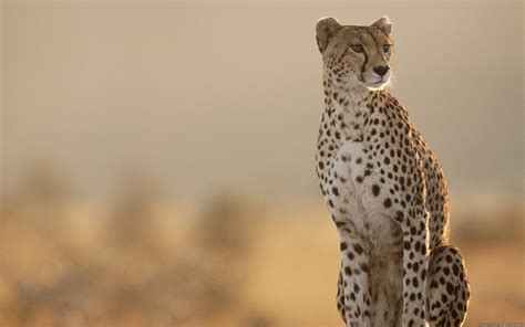 cheetah hd wallpapers