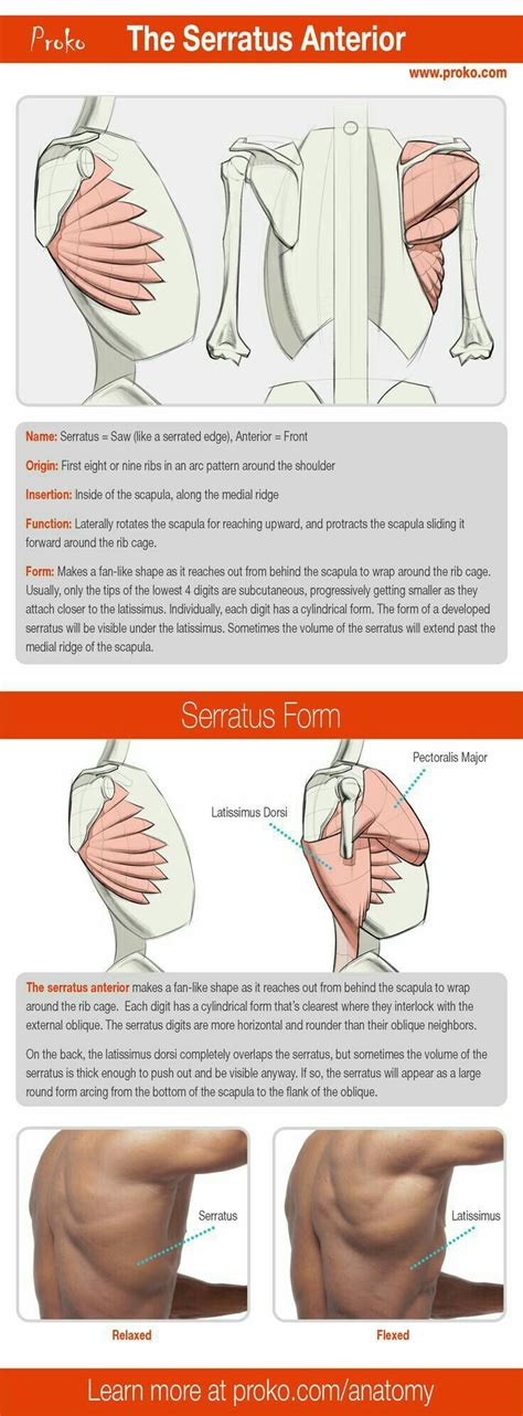 Learn anatomy faster and remember everything you learn. Pin by matthew on Anatomy ref | Anatomy reference ...