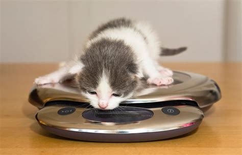 Afdrukbare Groeigrafiek Van Kittens Op Gewicht Mefics