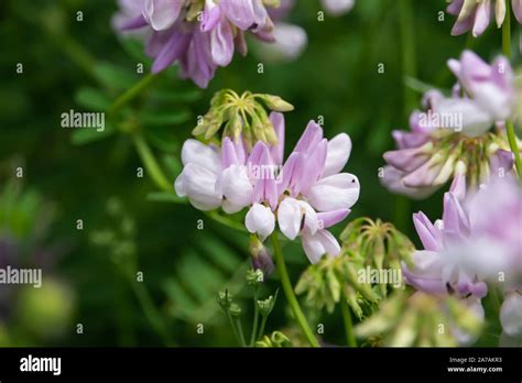 Purple Crown Vetch Flowers In Bloom In Springtime Stock Photo Alamy
