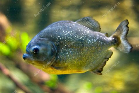 Red Belly Piranha Serrasalmus Nattereri — Stock Photo © Kostudio 2380089