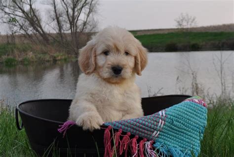 These little goldendoodles will be an amazing addition to your family! Goldendoodles - Spring puppies! www.langfordfarm.com ...