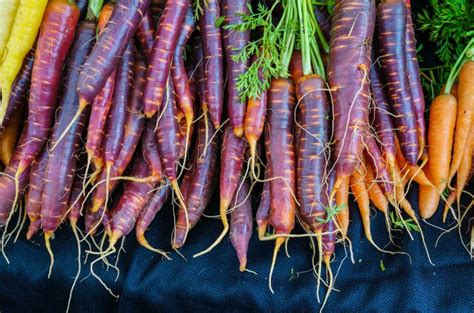 The tops of the carrot roots will be about 3/4 to 1 inch in diameter and likely starting to pop out of the soil, though not necessarily. 4 Beginner Ways to Tell When Your Carrots Are Ready to ...
