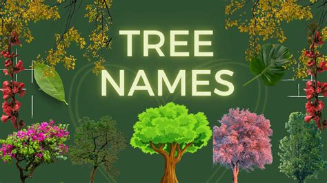 Tree Names Trees Name In English Trees For Kids List Of Different