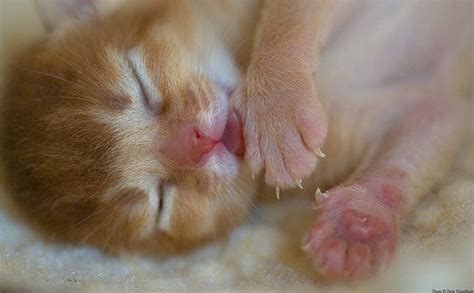 Light Sleep Cat Mom Newborn Kittens Kittens Cutest