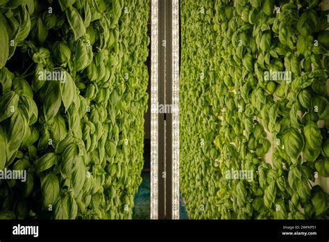 Barcelona, Spain. 21st Nov, 2023. Hundreds of basil plants grow under