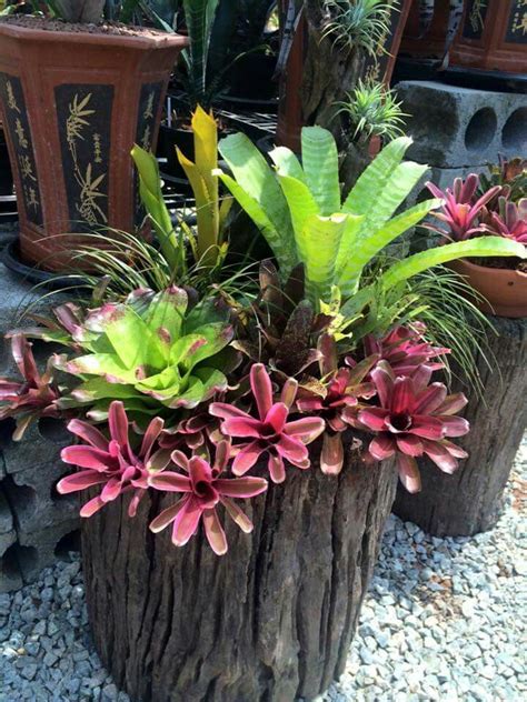 672 Best Bromeliads My Favourite Plant Images On