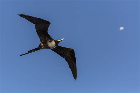 Galapagosfrigate Bird Following Our Boat Fotovue