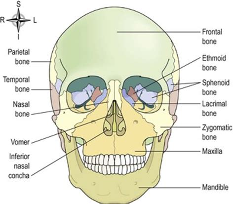Check spelling or type a new query. The musculoskeletal system | Basicmedical Key