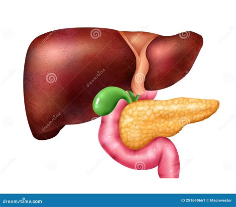 Pancreas And Liver Vector Illustration CartoonDealer