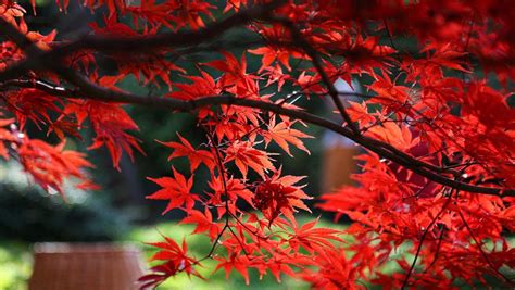 How To Select The Right Japanese Maple Be Inspired