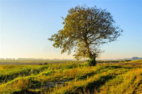 Picturesque Rural Landscape In The Fall Season With One Tree Stock