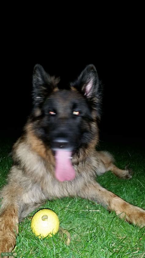Large German Shepherd With Straight Back Stud Dog Kent Breed Your Dog