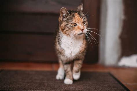 Older Cat Losing Weight 8 Common Causes Great Pet Care