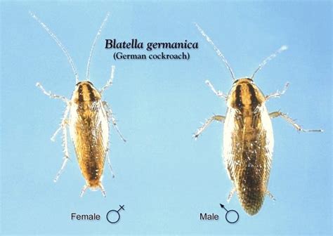 german roach pest control sanitation is key to success responsible