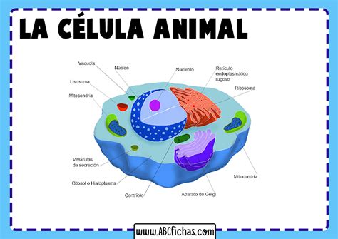 La Célula Animal Estructura Partes Y Funciones De La Célula Animal