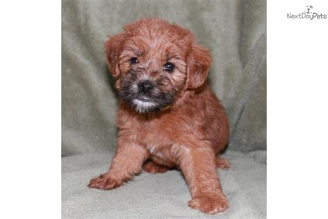 Bella is the perfect mini goldendoodle puppy with a great personality and temperament. Meet Kiara's female #1 a cute Whoodle puppy for sale for ...