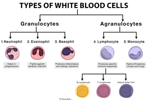 Types Of White Blood Cells Leukocytes With Functions And Picture