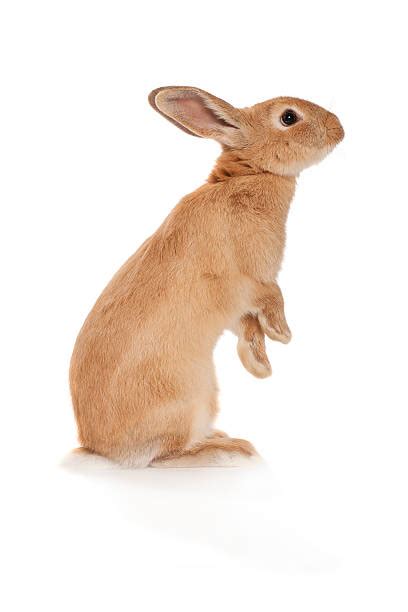 Brown Rabbit Stock Photos Pictures And Royalty Free Images Istock