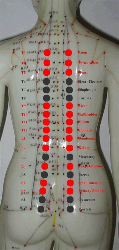 New Acquisition In Back Shu Points Anatomy Knowledge Shiatsu Massage