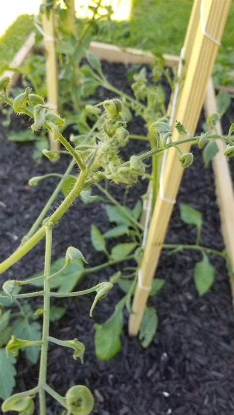New Tomato Plant Growth Is Twistedcurled Up But Not Wilting Or