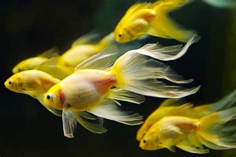 15 Exotic Freshwater Tropical Fish Species Information Tail And Fur